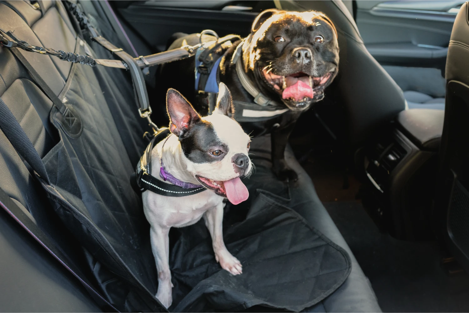 Toyota Prius Dog Car Seat Belt for Boston Terriers