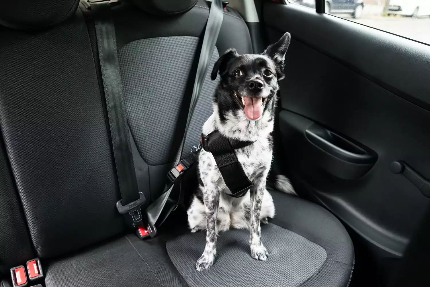 Toyota Prius Dog Car Seat Belt for Boston Terriers