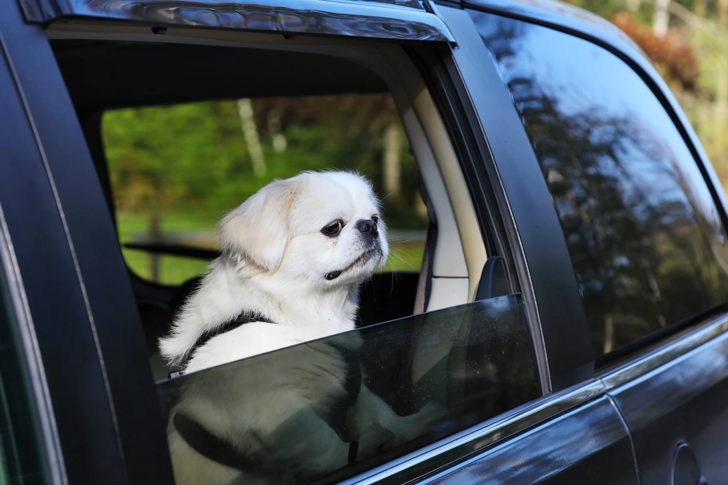 Toyota Sienna Dog Car Seat Belt for Pekingese