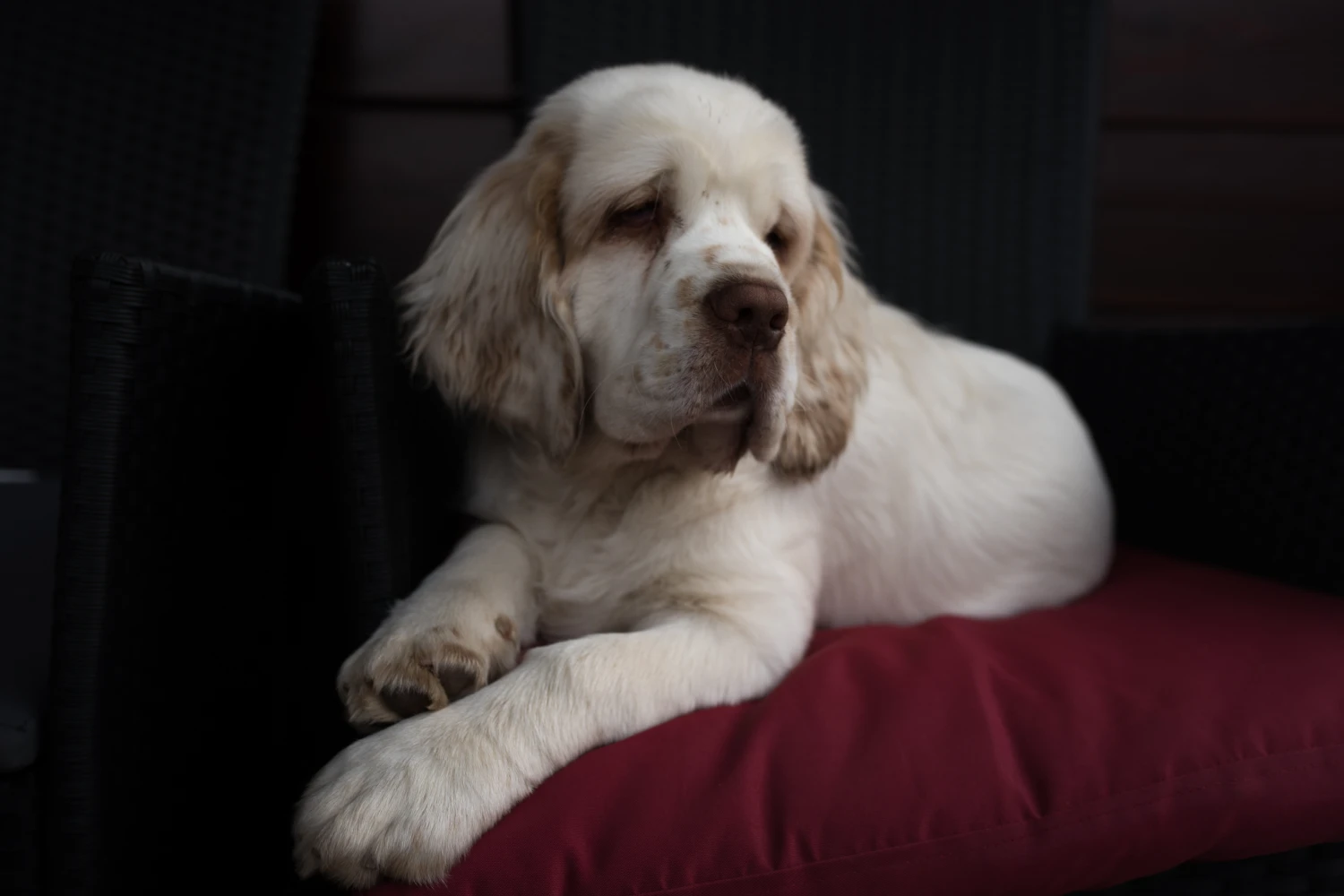 Honda Civic Dog Car Seat for Clumber Spaniels